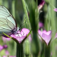 Natura & Cultura: incontri al Centro Visite della Riserva Naturale del Padule