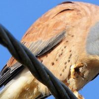 Padule di Fucecchio: segnalate due nuove specie di uccelli per la prima volta