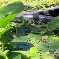 Centro RDP Padule: uno stand sulle piante acquatiche a Naturalitas di Pescia