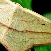 Centro di Ricerca del Padule, uno studio sulle farfalle notturne (o falene)