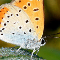 Domenica 27 un incontro sulle farfalle rare del Padule a Castelmartini