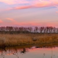 Convegno on line sulla fauna toscana organizzato dal Centro RDP Padule di Fucecchio: oltre 350 partecipanti alla diretta