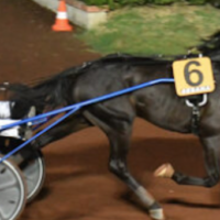 Ippodromo “Sesana”: Zacon Gio trionfa nel Gran premio Nello Bellei e realizza il nuovo record della pista