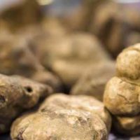Feste d’autunno: “100 metri di pizza” a Ponte Buggianese; trionfo del tartufo bianco a San Miniato