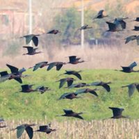 Censimento degli uccelli acquatici svernanti, il Padule si conferma fra le prime aree umide toscane