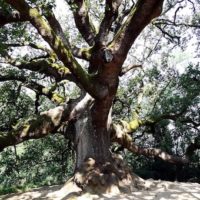 Autunno in Valdinievole: domenica 25 escursione alla monumentale “quercia delle streghe”, nota come “di Pinocchio”
