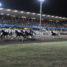 Ippodromo Sesana, i cavalli della sfida di Ferragosto con Vernissage Grif che punta al tris di vittorie