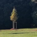 Conclusi i lavori di ripiantumazione di 70 nuovi alberi nel parco termale