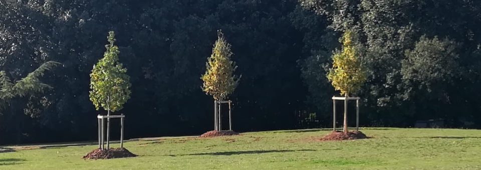 Cento nuovi alberi in città: l’operazione sul verde varata dal Comune parte dalla zona sud