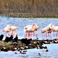 Padule: un gruppo di fenicotteri nella Riserva Naturale de Le Morette
