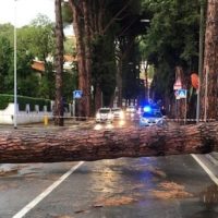 Maltempo: cade grosso pino su viale Bustichini, strada bloccata. Molti interventi dei vigili del fuoco