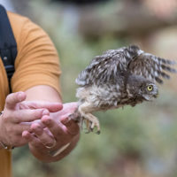 Padule: venerdì 2 settembre liberazione di rapaci notturni