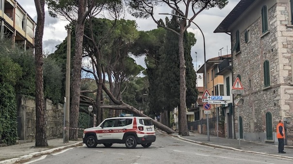 Parole della domenica, gli Angeli del Bello lanciano una raccolta di fondi per l’acquisto di alberi da piantare al posto di quelli tagliati