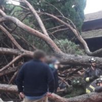 Parole della domenica: un patrimonio di 7000 alberi da controllare dopo due tragedie sfiorate