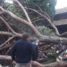 Parole della domenica: un patrimonio di 7000 alberi da controllare dopo due tragedie sfiorate