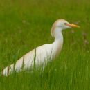 “Ali sulla Palude”, un corso di birdwatching per tutti a gennaio e febbraio a Cerreto Guidi