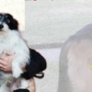 Domenica diciannovesima edizione del “Dog pride”: sfilata di centinaia cani nelle vie del centro e giochi in pineta