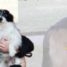 Domenica diciannovesima edizione del “Dog pride”: sfilata di centinaia cani nelle vie del centro e giochi in pineta
