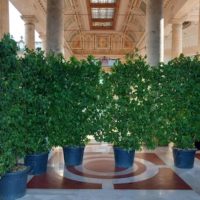 Parole della domenica, un’antiestetica siepe impedisce la vista dell’interno dello stabilimento Tettuccio