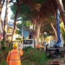Viale Marconi chiuso al traffico per abbattimento dei pini pericolosi: dettagli e orari degli interventi