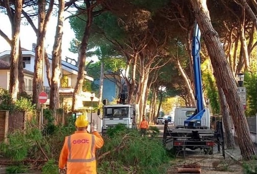Viale Marconi chiuso al traffico per abbattimento dei pini pericolosi: dettagli e orari degli interventi