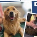 Medicina trasfusionale veterinaria, venerdì 7 novembre un convegno in Comune