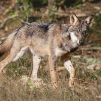 Domenica 18 a Monsummano Legambiente organizza una conferenza di Francesca Ciuti sul ritorno del lupo in Valdinievole