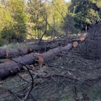 Parole della domenica: continua il taglio degli alberi in città, il parco è sempre meno verde