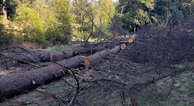 Parole della domenica: continua il taglio degli alberi in città, il parco è sempre meno verde