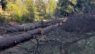 Parole della domenica: continua il taglio degli alberi in città, il parco è sempre meno verde
