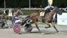 La stagione all’Ippodromo Sesana è entrata nel vivo: Inimitabile trionfa nel Gran premio Terme e Memorial Vivaldo Baldi