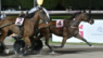Ippodromo Sesana: Dany Capar e Alessandro Gocciadoro trionfano nel Gran premio di Ferragosto-Città di Montecatini Terme