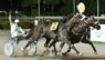 Ippodromo Sesana, Edoardo Baldi trionfo e record della corsa nelle pariglie con Elva Jet e Fiorenza Cla; trotto montato vince Cornelia Op