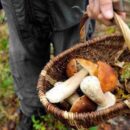 Raccolta funghi, due giorni di divieti a settimana nel territorio comunale di Pescia fino al 31 ottobre