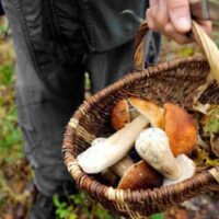Raccolta funghi, due giorni di divieti a settimana nel territorio comunale di Pescia fino al 31 ottobre