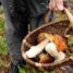 Raccolta funghi, due giorni di divieti a settimana nel territorio comunale di Pescia fino al 31 ottobre